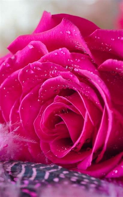 Water Pink Drops Wallpapers Rose