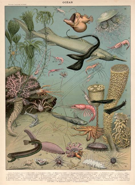 1897 Print Life Poster A4 Poster Posters Deep Sea Life Nature