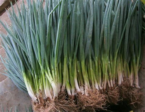 I call it spring onion. Jual Benih | Biji | Bibit Daun Bawang - Isi 20 Benih Biji ...