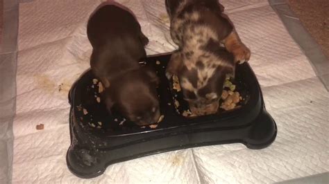 Switching brands and food flavours from time to time (if the puppy tolerates. FIRST TIME Dachshunds Puppies Eat Solid Food (Absolutely ...