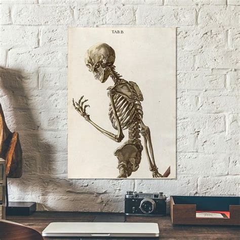 Posing Skeleton From Old Book On Human Anatomy 1767 Anatomy Poster