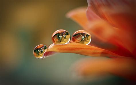 Orange Flower Macro Petals Water Drops Wallpaper