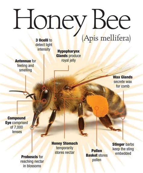 Honeybee Anatomy Savethebees Beethecure Honey Bee Facts Honey