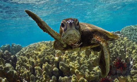 Species Spotlight Green Sea Turtle Pages Wwf