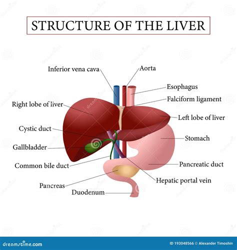 Diagram Of Liver Liver Anatomy Labeled Diagram Stock Illustration