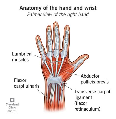 Hand And Wrist Anatomical Chart