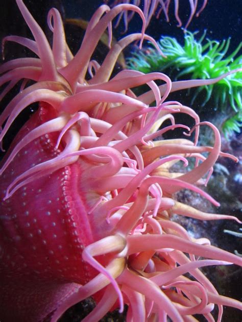 Sea Anemone A Beautiful Natural Work Of Art Sea Anemone Life