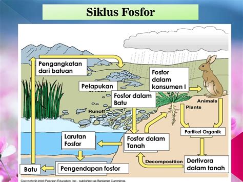 Pengertian Daur Biogeokimia Fungsi Macam Contoh Dan Gambar Jenis Jenis