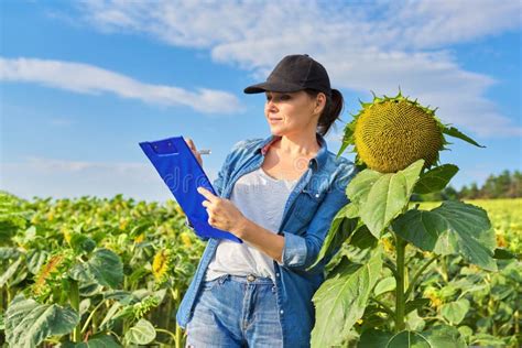 Agricultural Worker Woman With Working Folder In Green Sunflower Field Stock Image Image Of