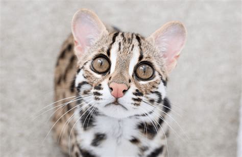 Is A Leopard A Cat Home Design Ideas