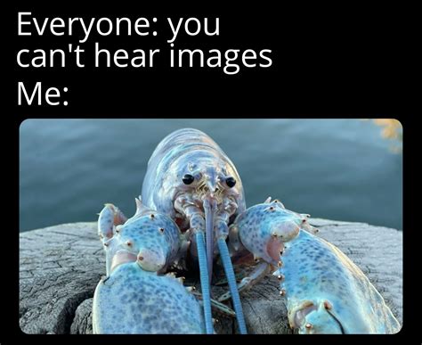 Blue Lobster Meme Idlememe