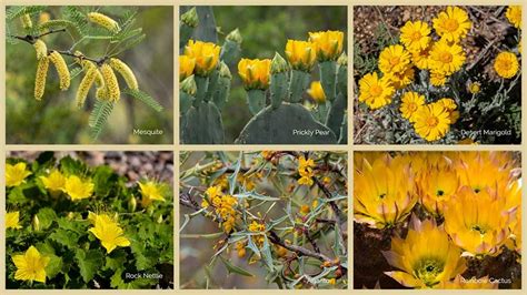 Yellow Wildflowers Big Bend National Park Us National Park Service