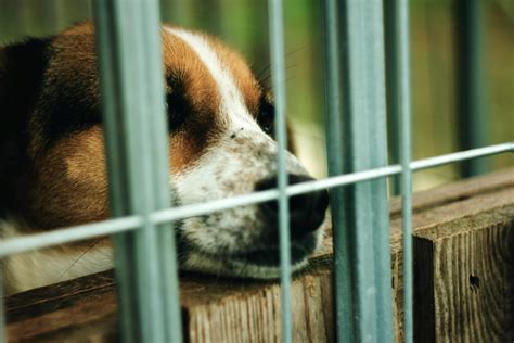 Free Stock Photo Of Animal Shelter Dog