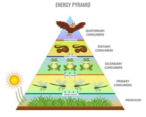 Importance Of Food Chains In The Energy Flow In The Ecosystem Lets