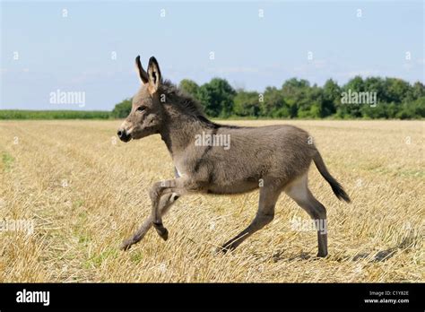 Young Donkey Running On Field Stock Photo Alamy