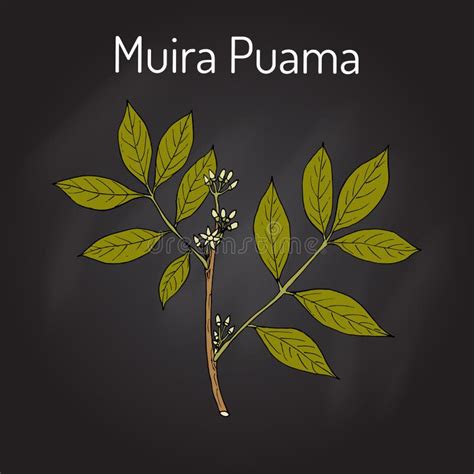 Olacoides De Muira Puama Ptychopetalum Ou Madeira Da Potência Planta