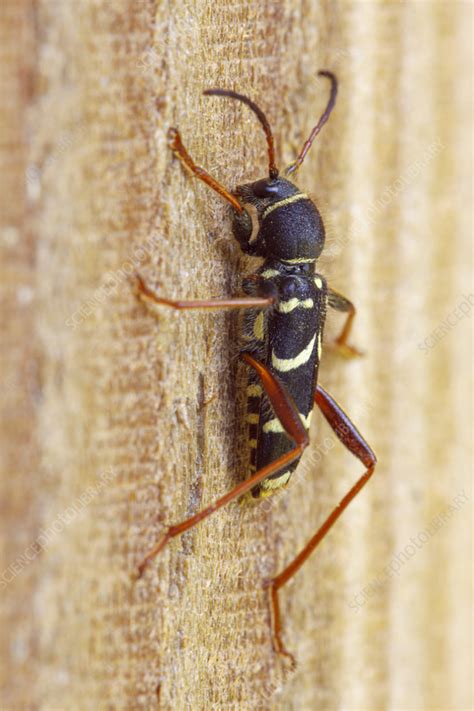 Wasp Beetle Stock Image C0574342 Science Photo Library