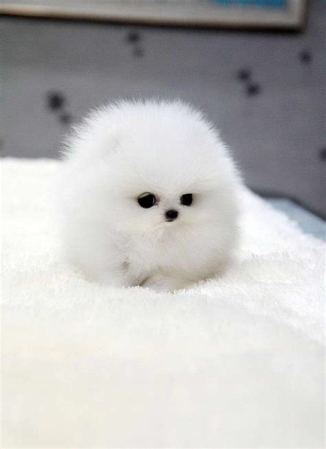 57 Droll How Much Does A Pomeranian Puppy Cost Picture Uk