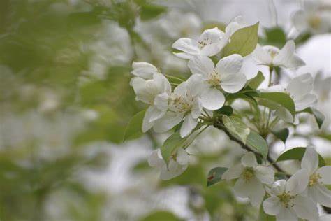 The Siberian Crabapple Tree Minneopa Orchards