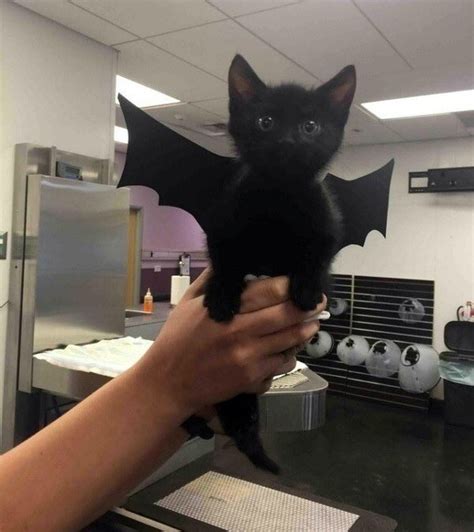 Heres A Kitten Dressed As A Bat Pssst Picked From The Internet But