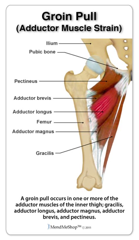 Groin Muscle Anatomy A Groin Strain Is An Injury Or Tear To Any Of