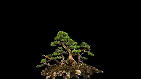 Bonsai Tree Wallpaper 67 Images