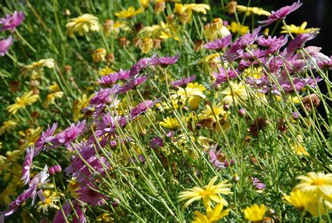 Free Images Nature Grass Lawn Meadow Prairie Flower Purple