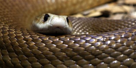 10 Das Serpentes Mais Venenosas Do Mundo Atualidade SAPO Lifestyle