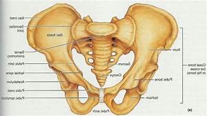 Difference Between Pelvis And Hip Youtube