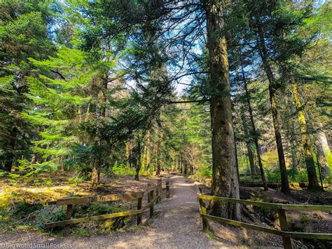 Top 10 New Forest Walks Big World Small Pockets