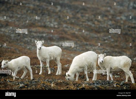 Dall Sheep Female And Cubs Ovis Dalli Stock Photo Alamy