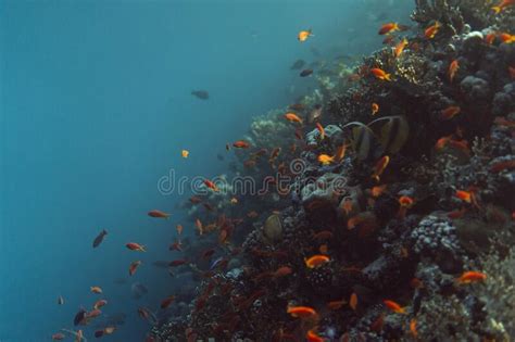 Egypt Underwater Red Sea Taba Fish Stock Photo Image Of Egypt
