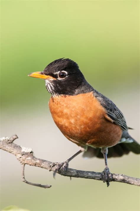 American Robin Habitat Hot Sale Blog Websoft9