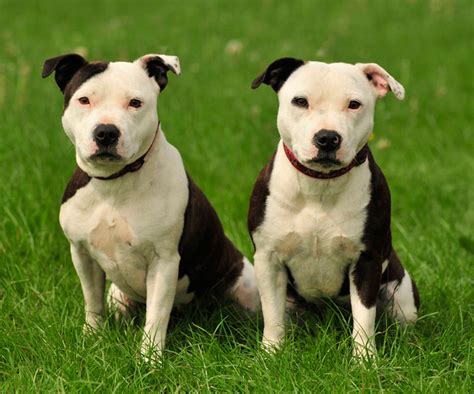 American Staffordshire Terrier American Pit Bull Terrier Breed