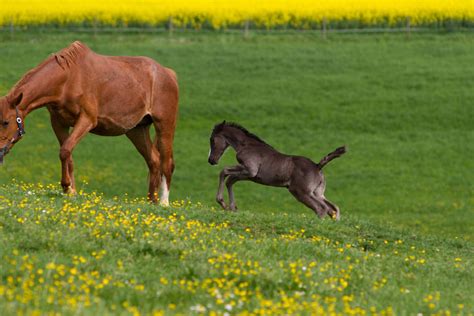 Black Warmblood Foal Galloping On Yellow Flowers 2 By Luda Stock On