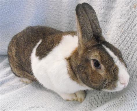 Rabbitsforadoption Adopted Dulci And Dakota Cute Bunny Friends For