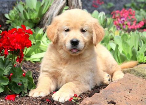 Bernese Mountain Dog Golden Retriever Mix Puppies For Sale Bertke Akc