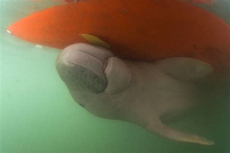 Thai Vets Nurture Lost Baby Dugong Separated From Its Mother Las