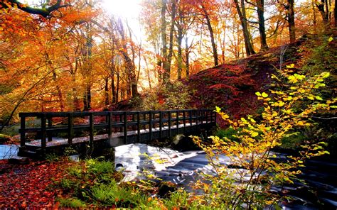 Download Tree Fall Forest River Stream Scenic Nature Season Man Made