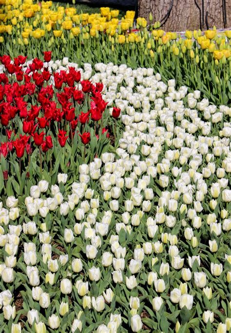 Here And There Traditional Tulips Of Turkey