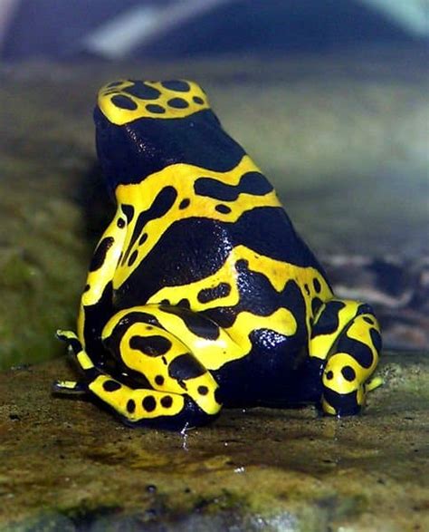 10 Incredible Poison Dart Frog Facts A Z Animals