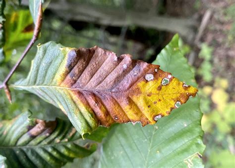 Beech Leaf Disease Threatens Americas Forests Bionews