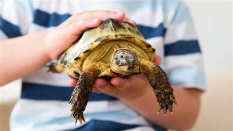 How Much Does A Tortoise Cost Factors Affecting Tortoise Prices