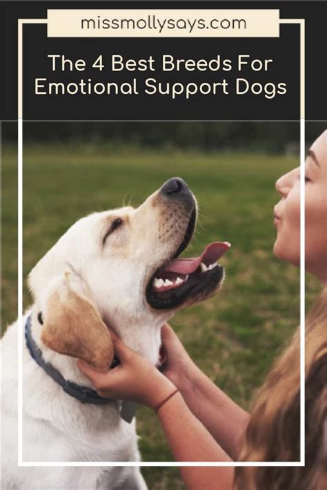The 4 Best Breeds For Emotional Support Dogs Miss Molly Says