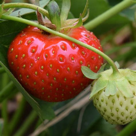 Lot de 30 plants de fraisiers remontants 3 variétés Fleurir son jardin