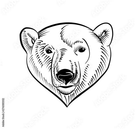 Linear Polar Bear Head Image Sketch Style Vector Illustration Buy
