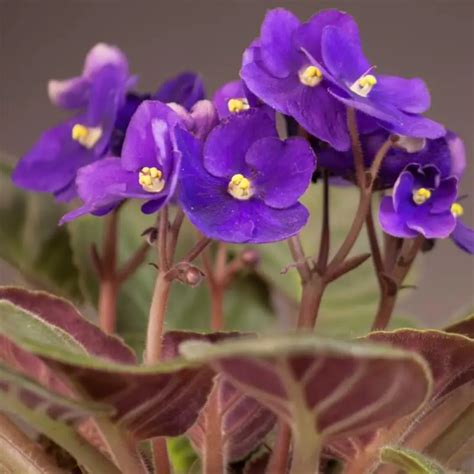 Saintpaulia Ionantha African Violet Care Guide
