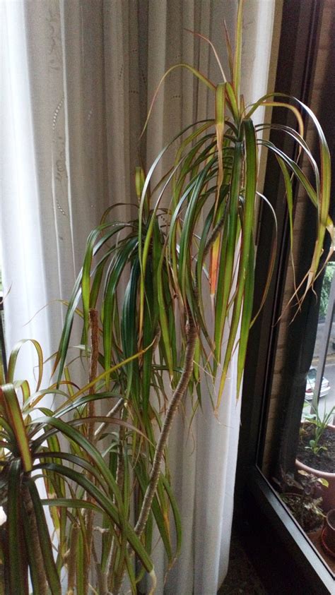 You'll see this plant sold as song of india, dracanea song of india or dracaena reflexa song of india. Plantas de interior - Dracaena marginata - Dracaena ...