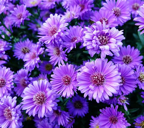 1920x1080px 1080p Free Download Flowers Nature Purple Hd