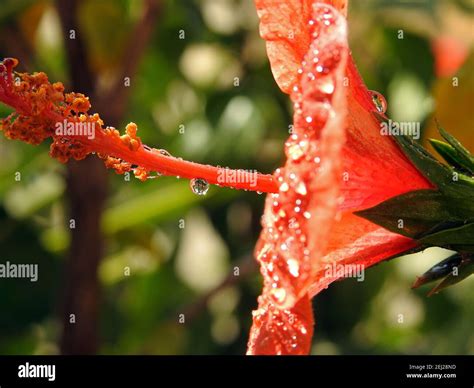 A Close Up Of A Red Hibiscus Flower With Water Drops Red Flower With